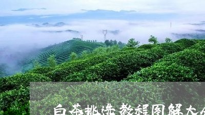 白茶挑选教程图解大全视频/2023041188191