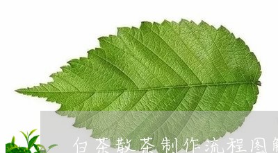 白茶散茶制作流程图解步骤/2023041403920