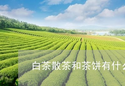 白茶散茶和茶饼有什么区别/2023041402747