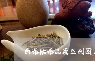 白茶散茶品质区别图片对比/2023041102705