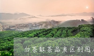 白茶散茶品质区别图片对比/2023041451606