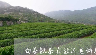 白茶散茶存放还是饼茶存放/2023041427250