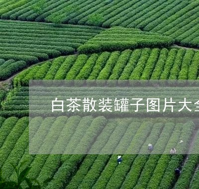 白茶散装罐子图片大全真实/2023041206047