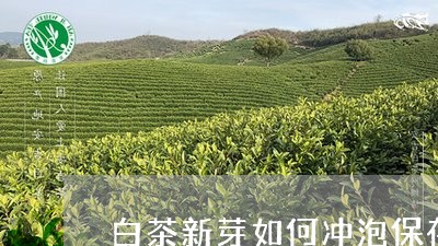 白茶新芽如何冲泡保存时间/2023041238160