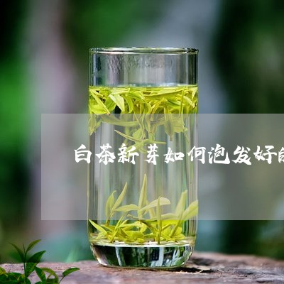 白茶新芽如何泡发好的茶叶/2023041511481