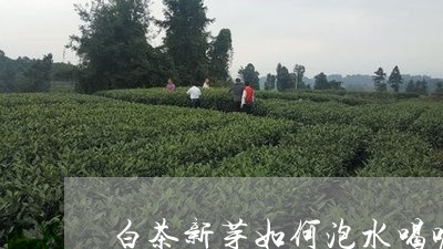 白茶新芽如何泡水喝呢图片/2023041585280