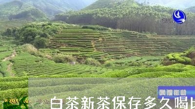 白茶新茶保存多久喝比较好/2023041284250