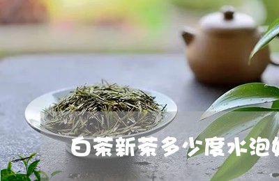 白茶新茶多少度水泡好一点/2023041294937