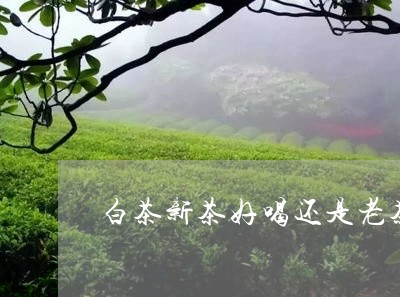 白茶新茶好喝还是老茶好喝/2023041570260