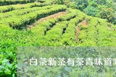 白茶新茶有茶青味道吗/2023041286158