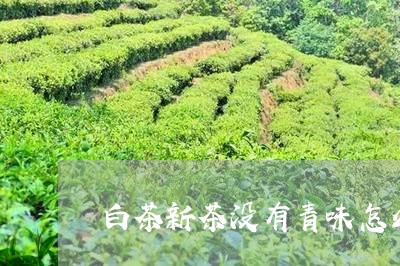 白茶新茶没有青味怎么回事/2023041245059