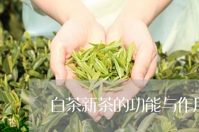 白茶新茶的功能与作用禁忌/2023041291827