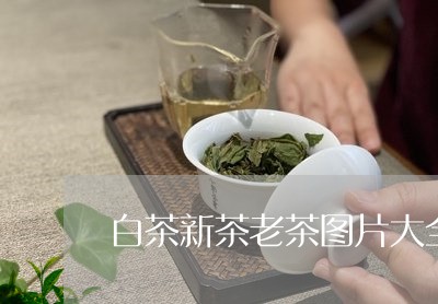 白茶新茶老茶图片大全简单/2023041202918