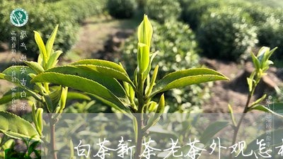 白茶新茶老茶外观怎样区分/2023041518373