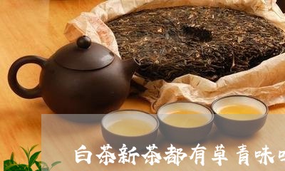 白茶新茶都有草青味吗/2023041502806