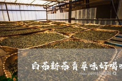 白茶新茶青草味好喝吗/2023041277582