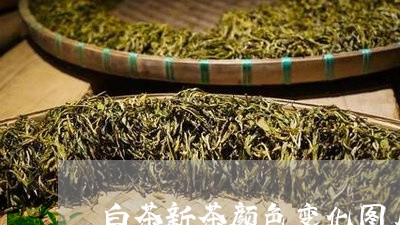 白茶新茶颜色变化图片欣赏/2023041277381