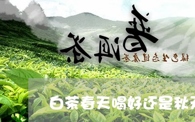 白茶春天喝好还是秋天喝好/2023041653049