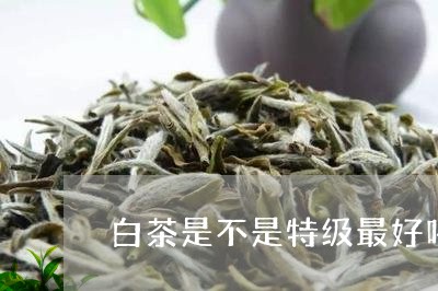 白茶是不是特级最好喝的茶/2023041675036