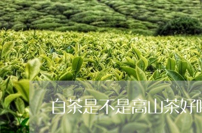 白茶是不是高山茶好喝一点/2023041294948