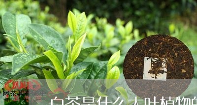 白茶是什么大叶植物的一种/2023041260403