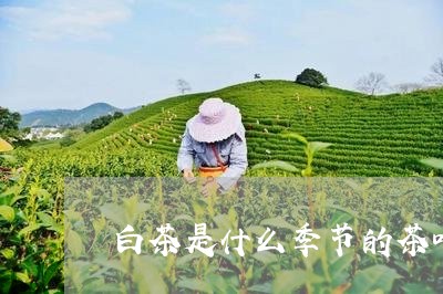 白茶是什么季节的茶叶最好/2023041201694