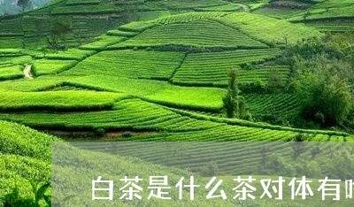 白茶是什么茶对体有啥好处/2023041201685