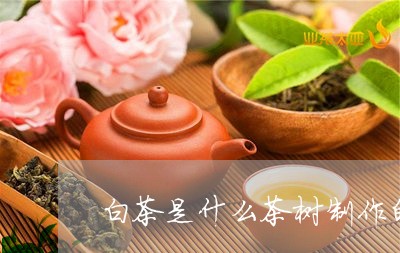 白茶是什么茶树制作的原料/2023041505380