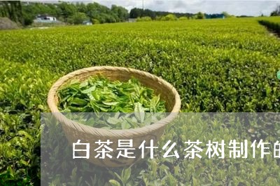 白茶是什么茶树制作的茶叶/2023041278492