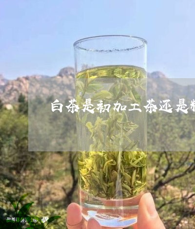 白茶是初加工茶还是精制茶/2023041248592