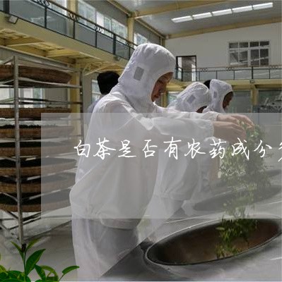 白茶是否有农药成分多一些/2023041171793