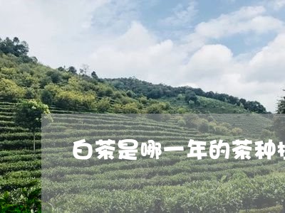 白茶是哪一年的茶种植时间/2023041594151