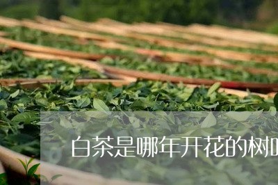 白茶是哪年开花的树叶图片/2023041108816