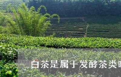 白茶是属于发酵茶类吗对吗/2023041526359