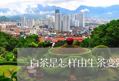 白茶是怎样由生茶变熟茶的/2023041564946