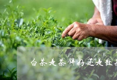 白茶是茶饼好还是散茶好呢/2023041501594