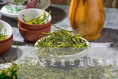 白茶是首日芽还是明前茶好/2023041587259