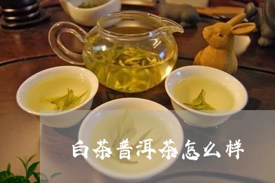 白茶普洱茶怎么样/2023031664938