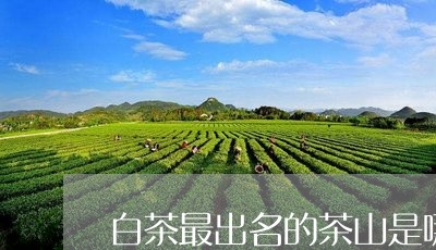 白茶最出名的茶山是哪一个/2023041145258