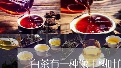 白茶有一种像干树叶的东西/2023041161504