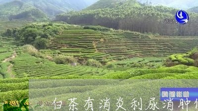 白茶有消炎利尿消肿作用吗/2023041108584