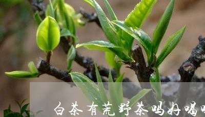 白茶有荒野茶吗好喝吗图片/2023041563826