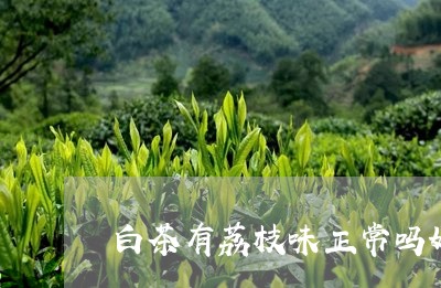 白茶有荔枝味正常吗好喝吗/2023041265169