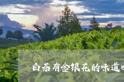 白茶有金银花的味道吗好吗/2023041509291