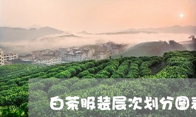 白茶服装层次划分图表高清/2023041209490