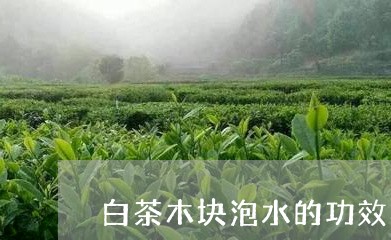 白茶木块泡水的功效与作用/2023041240713