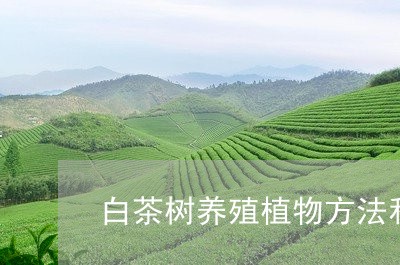 白茶树养殖植物方法和技术/2023041552025