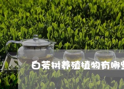 白茶树养殖植物有哪些种类/2023041589683