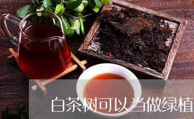 白茶树可以当做绿植吗图片/2023041286372