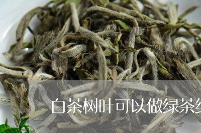 白茶树叶可以做绿茶红茶吗/2023041259895